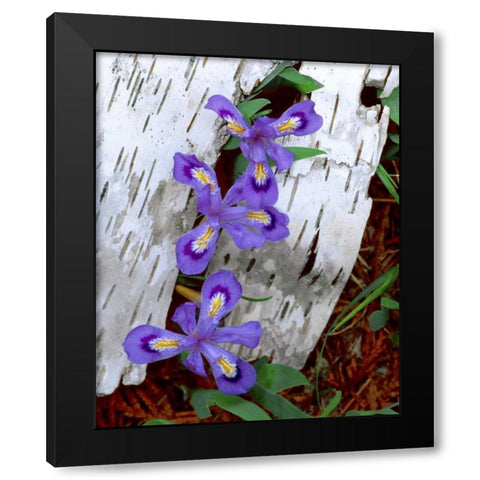 MI, Dwarf lake iris growing through birch bark Black Modern Wood Framed Art Print by Zuckerman, Jim
