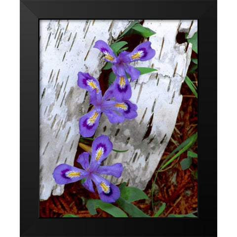 MI, Dwarf lake iris growing through birch bark Black Modern Wood Framed Art Print by Zuckerman, Jim