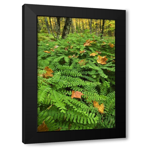 Michigan Fallen leaves on ferns in forest Black Modern Wood Framed Art Print with Double Matting by Rotenberg, Nancy