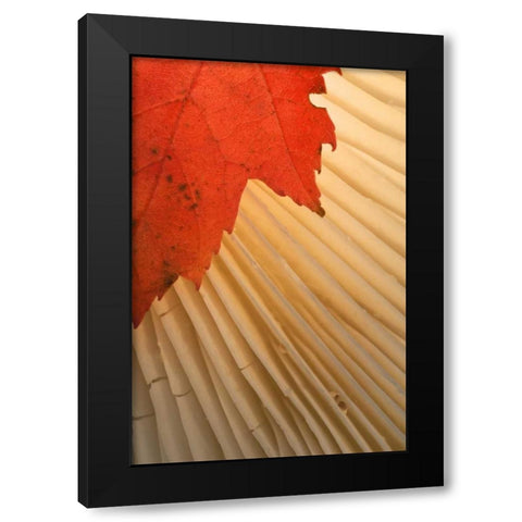Michigan Red maple leaf and mushroom gill Black Modern Wood Framed Art Print with Double Matting by Rotenberg, Nancy
