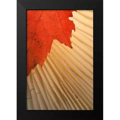 Michigan Red maple leaf and mushroom gill Black Modern Wood Framed Art Print by Rotenberg, Nancy