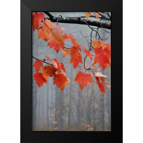 MI, Red maple leaves hang in a foggy forest Black Modern Wood Framed Art Print by Rotenberg, Nancy