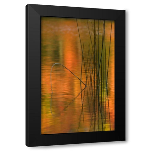 Michigan Reeds in autumn reflections in water Black Modern Wood Framed Art Print by Rotenberg, Nancy