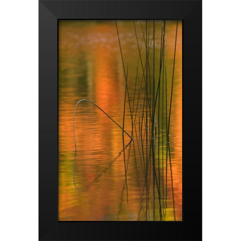 Michigan Reeds in autumn reflections in water Black Modern Wood Framed Art Print by Rotenberg, Nancy