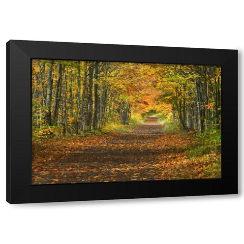 Michigan Roadway into fall foliage Black Modern Wood Framed Art Print by Rotenberg, Nancy