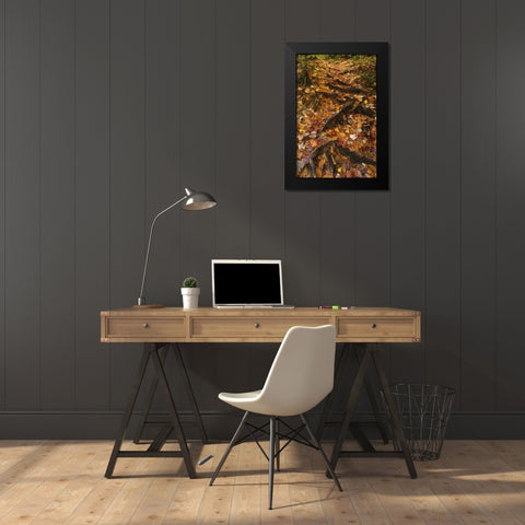 MI, Roots of trees with fallen leaves in autumn Black Modern Wood Framed Art Print by Rotenberg, Nancy