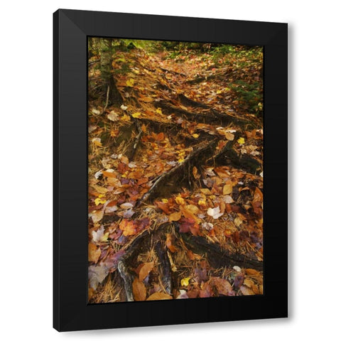 MI, Roots of trees with fallen leaves in autumn Black Modern Wood Framed Art Print with Double Matting by Rotenberg, Nancy