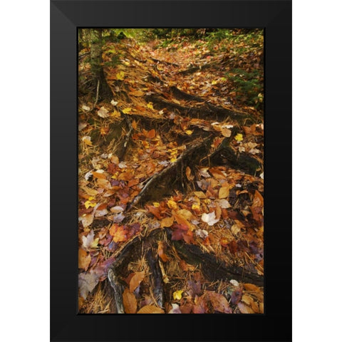 MI, Roots of trees with fallen leaves in autumn Black Modern Wood Framed Art Print by Rotenberg, Nancy
