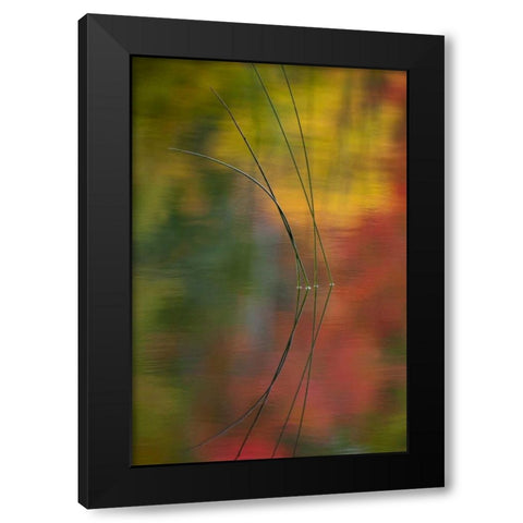 MI, Autumn foliage reflect on Thornton Lake Black Modern Wood Framed Art Print with Double Matting by Rotenberg, Nancy