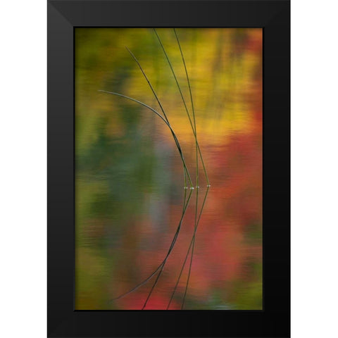 MI, Autumn foliage reflect on Thornton Lake Black Modern Wood Framed Art Print by Rotenberg, Nancy