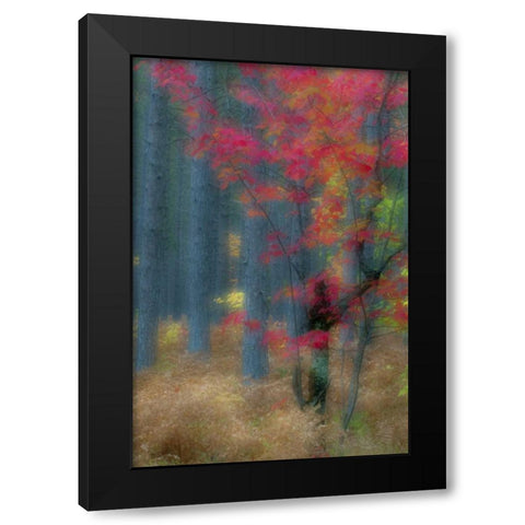 Michigan Soft focus of a forest in autumn color Black Modern Wood Framed Art Print by Rotenberg, Nancy