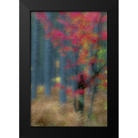 Michigan Soft focus of a forest in autumn color Black Modern Wood Framed Art Print by Rotenberg, Nancy