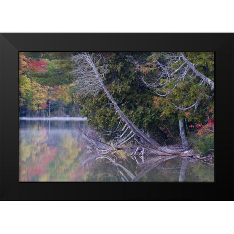 MI, Petes Lake reflects autumn foliage Black Modern Wood Framed Art Print by Rotenberg, Nancy