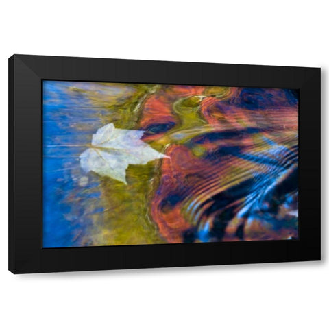 MI, Maple leaf and fall reflections in Bond Falls Black Modern Wood Framed Art Print with Double Matting by Rotenberg, Nancy