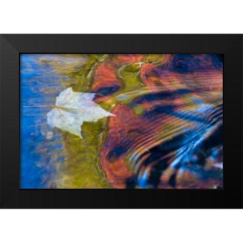 MI, Maple leaf and fall reflections in Bond Falls Black Modern Wood Framed Art Print by Rotenberg, Nancy