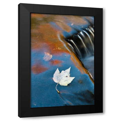 MI, Leaf floating in pond at Bond Falls Black Modern Wood Framed Art Print by Rotenberg, Nancy