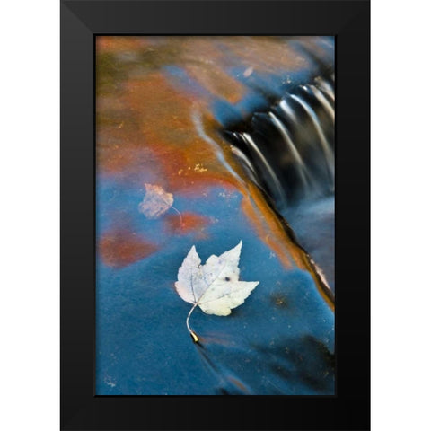 MI, Leaf floating in pond at Bond Falls Black Modern Wood Framed Art Print by Rotenberg, Nancy