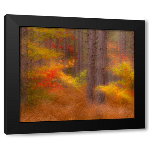 Michigan Soft focus of a forest in autumn color Black Modern Wood Framed Art Print by Rotenberg, Nancy