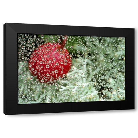 MI, Wintergreen berry and lichen through dew Black Modern Wood Framed Art Print with Double Matting by Carlson, Mark