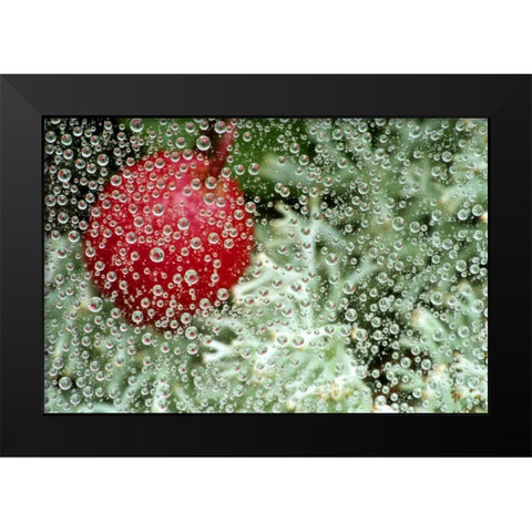 MI, Wintergreen berry and lichen through dew Black Modern Wood Framed Art Print by Carlson, Mark