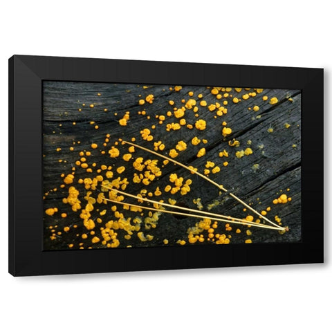 MI, White pine needle cluster and jelly fungus Black Modern Wood Framed Art Print with Double Matting by Carlson, Mark