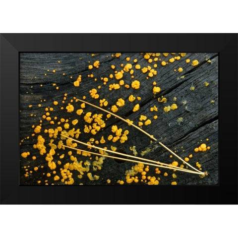 MI, White pine needle cluster and jelly fungus Black Modern Wood Framed Art Print by Carlson, Mark