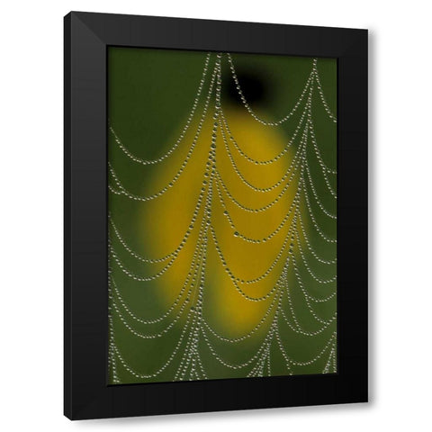 Michigan, Dewy spider web close up Black Modern Wood Framed Art Print with Double Matting by Carlson, Mark