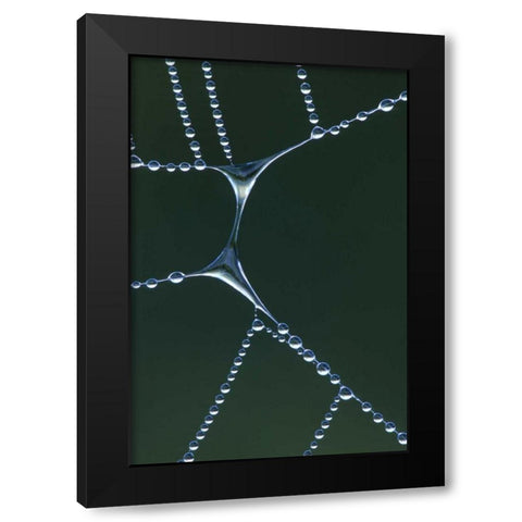 USA, Michigan Dewy web section with water span Black Modern Wood Framed Art Print with Double Matting by Carlson, Mark