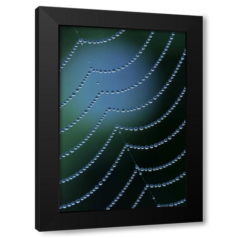 Michigan Diagonal web strand with dewy drapes Black Modern Wood Framed Art Print with Double Matting by Carlson, Mark