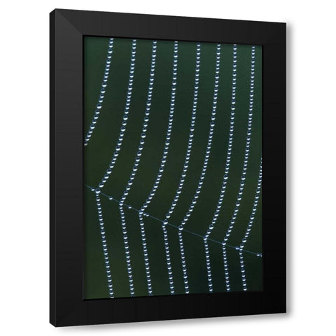 MI, Dew web strands with horizontal junction Black Modern Wood Framed Art Print with Double Matting by Carlson, Mark