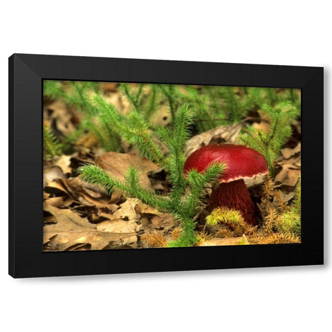 MI, Lower Peninsula Boletus frostii mushroom Black Modern Wood Framed Art Print with Double Matting by Carlson, Mark