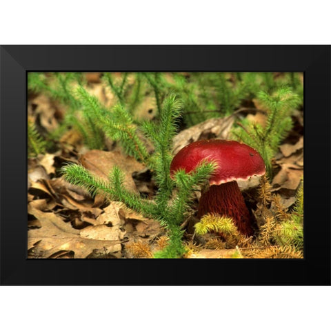 MI, Lower Peninsula Boletus frostii mushroom Black Modern Wood Framed Art Print by Carlson, Mark