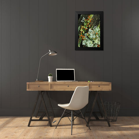 MI, British soldier plant and reindeer lichens Black Modern Wood Framed Art Print by Carlson, Mark