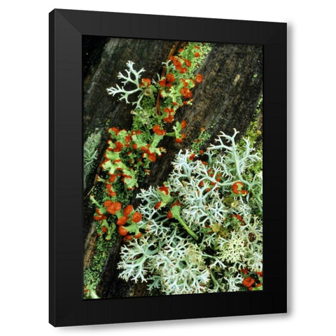 MI, British soldier plant and reindeer lichens Black Modern Wood Framed Art Print by Carlson, Mark
