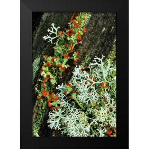MI, British soldier plant and reindeer lichens Black Modern Wood Framed Art Print by Carlson, Mark