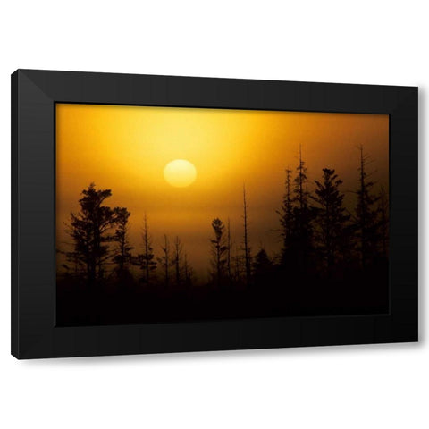 MI, Foggy sunrise over silhouetted evergreens Black Modern Wood Framed Art Print by Carlson, Mark