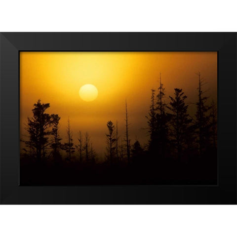MI, Foggy sunrise over silhouetted evergreens Black Modern Wood Framed Art Print by Carlson, Mark
