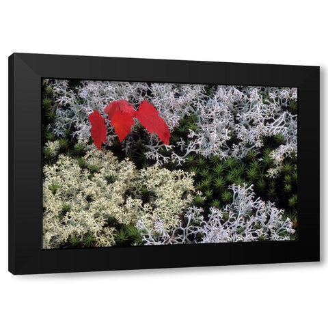 MI, Red maple tree seedling amid moss and lichen Black Modern Wood Framed Art Print by Carlson, Mark