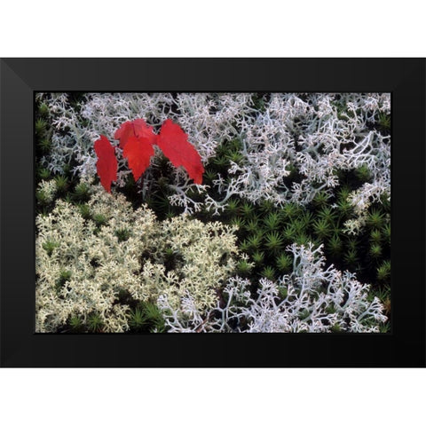 MI, Red maple tree seedling amid moss and lichen Black Modern Wood Framed Art Print by Carlson, Mark