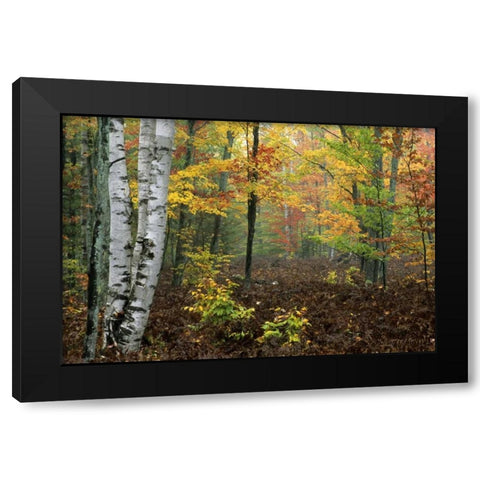 Michigan Forest in light fog and autumn colors Black Modern Wood Framed Art Print with Double Matting by Carlson, Mark