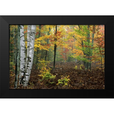 Michigan Forest in light fog and autumn colors Black Modern Wood Framed Art Print by Carlson, Mark