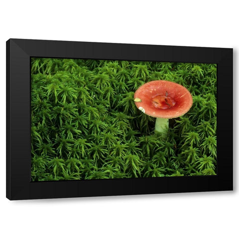 Michigan Russula mushroom in sphagnum moss Black Modern Wood Framed Art Print by Carlson, Mark