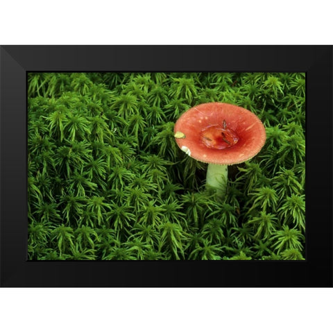 Michigan Russula mushroom in sphagnum moss Black Modern Wood Framed Art Print by Carlson, Mark