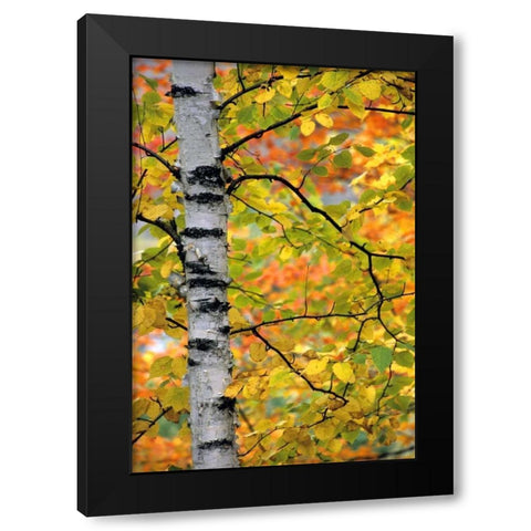 Michigan, Upper Peninsula Birch trees in autumn Black Modern Wood Framed Art Print with Double Matting by Carlson, Mark
