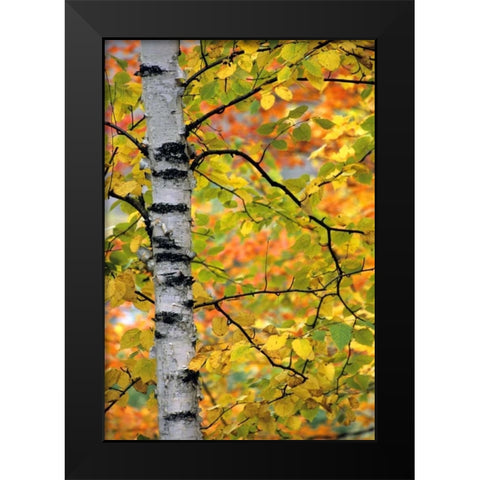 Michigan, Upper Peninsula Birch trees in autumn Black Modern Wood Framed Art Print by Carlson, Mark