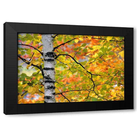 Michigan, Upper Peninsula Birch trees in autumn Black Modern Wood Framed Art Print with Double Matting by Carlson, Mark