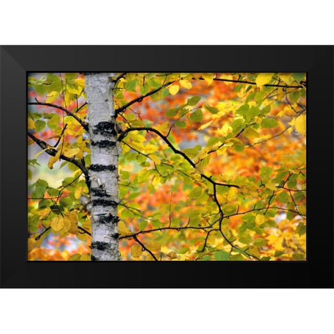 Michigan, Upper Peninsula Birch trees in autumn Black Modern Wood Framed Art Print by Carlson, Mark