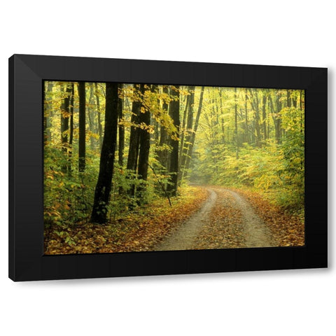 MI, Two-track road through woods in light fog Black Modern Wood Framed Art Print with Double Matting by Carlson, Mark