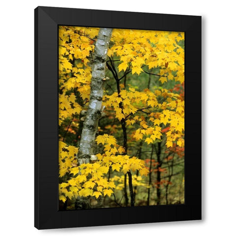 Michigan, Upper Peninsula Birch trees in autumn Black Modern Wood Framed Art Print with Double Matting by Carlson, Mark