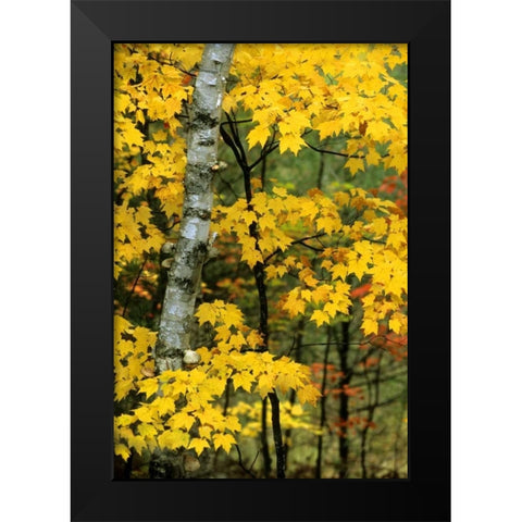 Michigan, Upper Peninsula Birch trees in autumn Black Modern Wood Framed Art Print by Carlson, Mark